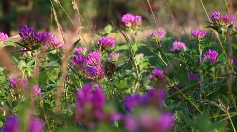 Clover meadow grass. Stock Footage 51489206