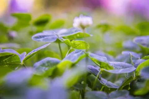Clover in a meadow Stock Photos