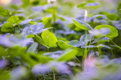 Clover in a meadow Stock Photos