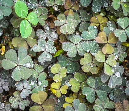 Clover in the meadow Stock Photos