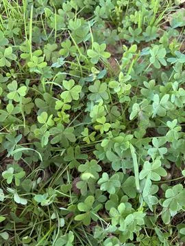 Clover Meadow Foto stock