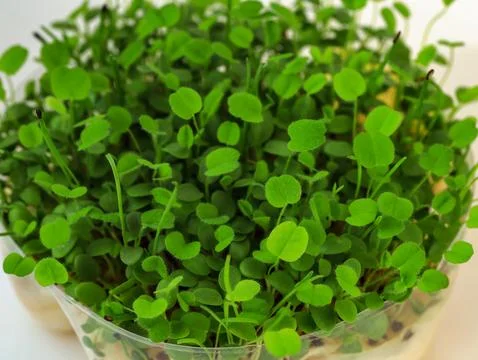 Clover Microgreen Plants Growing Inside a Greenhouse. Stock Photos