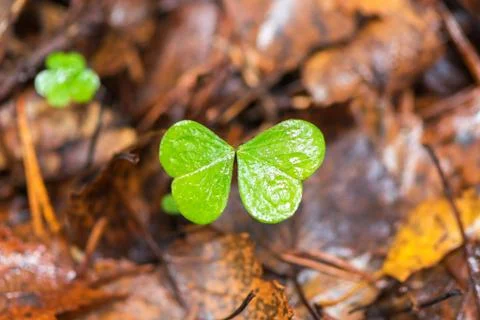 Clover missing one leaf Stock Photos