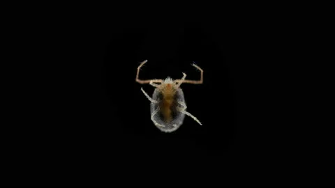 Clover mite Genus Bryobia under a microscope, family Tetranychidae. Stock Footage 155154358