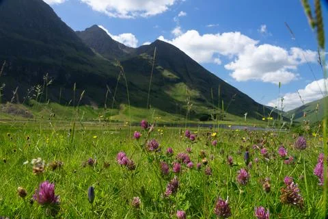 Clover in a mountain meadow Stock Photos