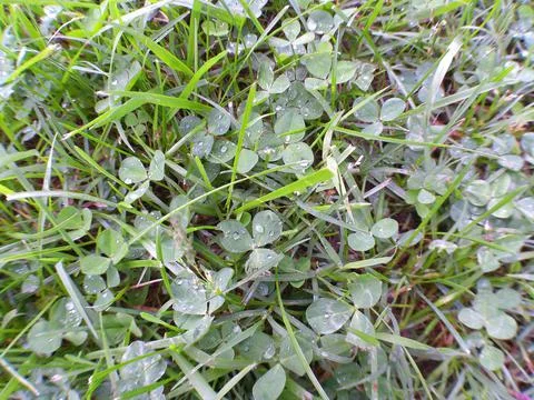 Clover n rain Stock Photos