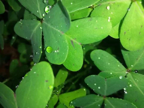 Clover in the night Stock Photos