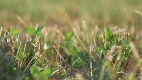 Clover, One clover, on a beveled  site swings in the wind. Stock Footage 80086323