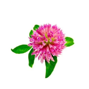 Clover one with leaves Stock Photos