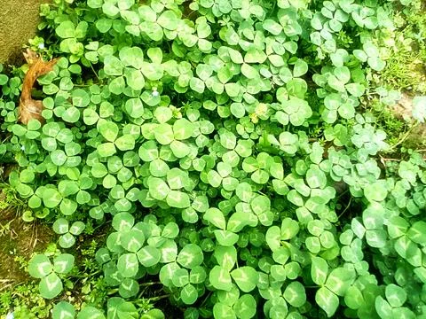 Clover Patch 库存照片