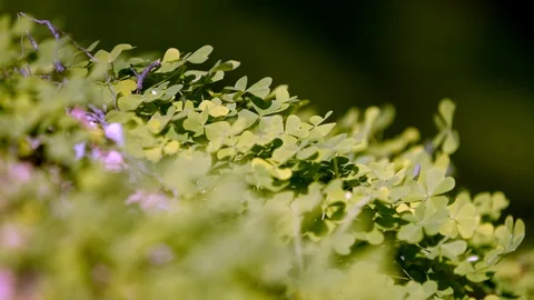 Clover patch waves in breeze on sunny day. Stock Footage 126115809