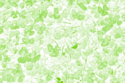 Clover pattern green white Stock Photos