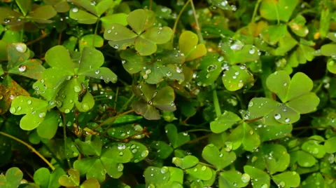 Clover petals with dew, camera flying around Stock Footage 29585250