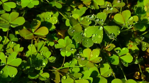 Clover petals with dew, St. Patrick's Day Stock Footage 29583847