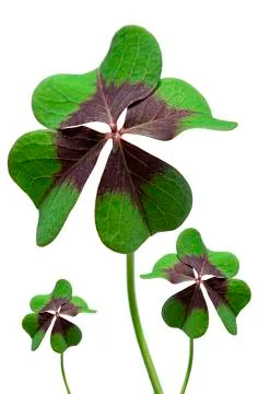 Clover Stock Photos