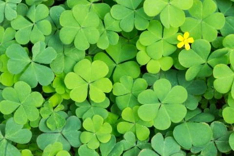 Clover 스톡 사진