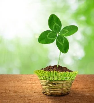 Clover  Stock Photos