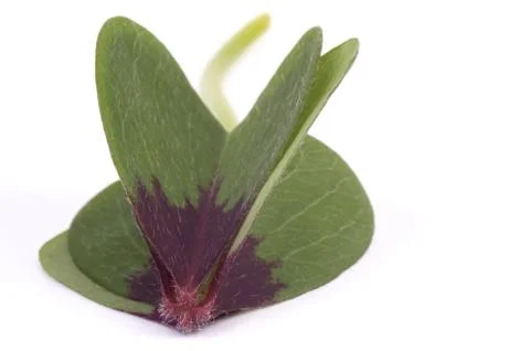 Clover Stock Photos