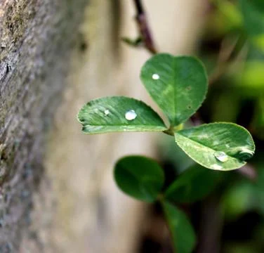 Clover Stock Photos