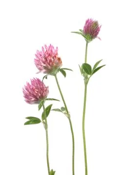 Clover Stock Photos