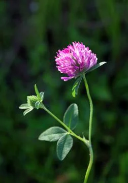 Clover Fotos de archivo
