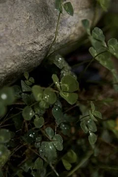 Clover Stock Photos