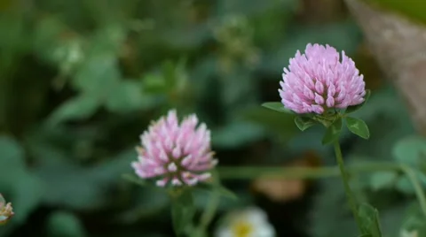Clover pink flowers Video stock 66780113