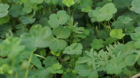 Clover Plant Close Up Dolly 動画素材 46705585