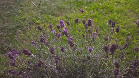 Clover plant grows on a background of green grass Video stock 114605173