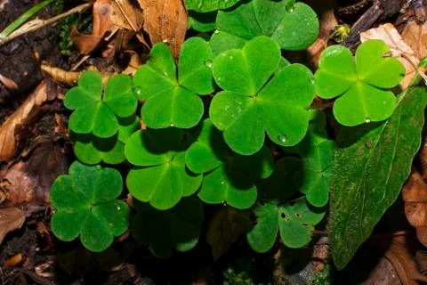 Clover plant Stock Photos