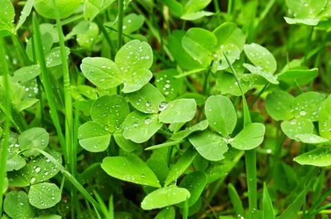 Clover plants Photos