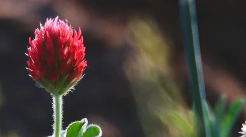 Clover Red Stock Footage 10912936