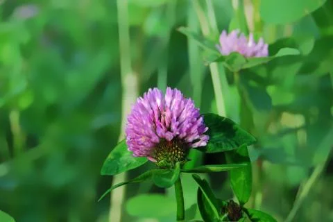 Clover red on a meadow Stock Photos