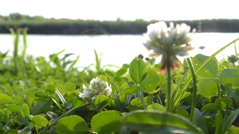 Clover on the river bank. Defocus foreground 库存影片 115986802