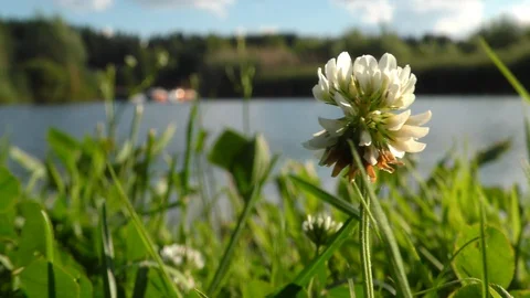 Clover by the river 库存影片 115986771