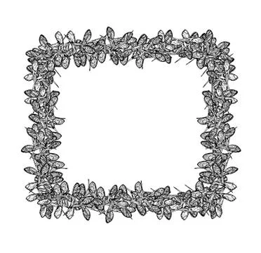 Clover seeds square frame black-01 Stock Illustration