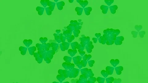 Clover splash animation Stock Footage 234181051