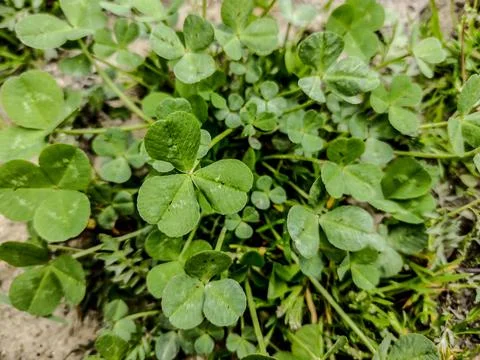Clover in the spring in Romania Fotos de archivo