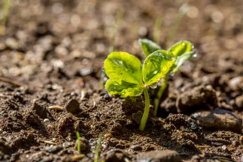 Clover sprout closeup Stock Photos