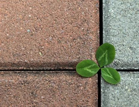 Clover on the stone pavement Stock Photos
