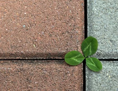 Clover on the stone pavement Stock Photos