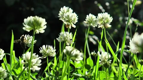 Clover on the Sun. The bee flies, sits down on a white clover. Green leaves Stock Footage 64797406