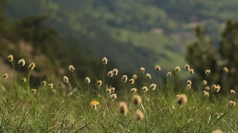Clover swinging in the wind Stock-Footage 54366569