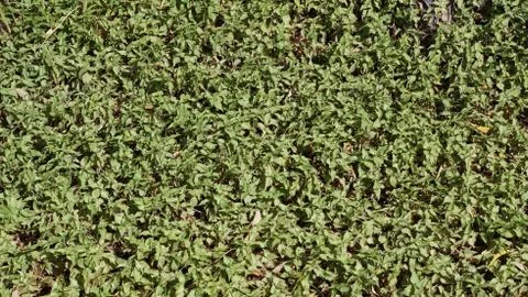 Clover Texture 스톡 사진