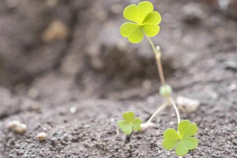 Clover with three leaves Stock Photos