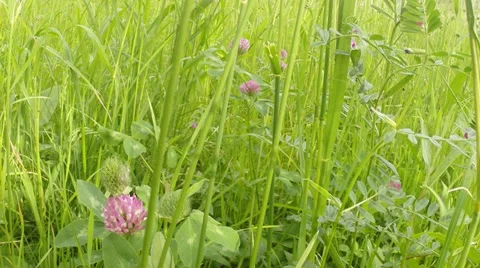 Clover in the wild field of green grass Stock Footage 37622374