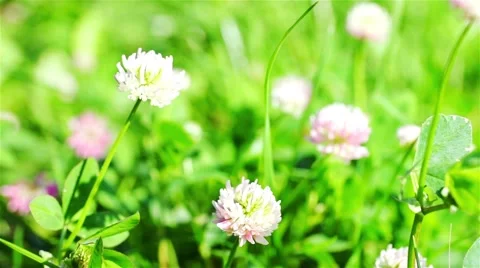 Clover In The Wild Field Of Green Grass Stock Footage 45454230