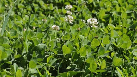 Clover In The Wild Field Of Green Grass Video Stock Footage 115323710