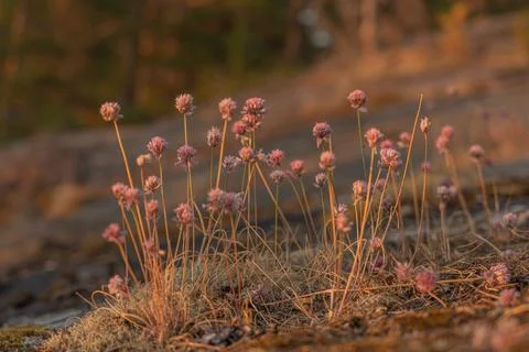 Clover .wild flowers, close-up. Selective focus.there is a place for text.Sca Stock Photos