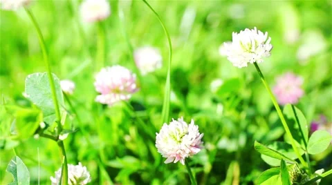 Clover Wildflowers In The Wind Stock Footage 44877515
